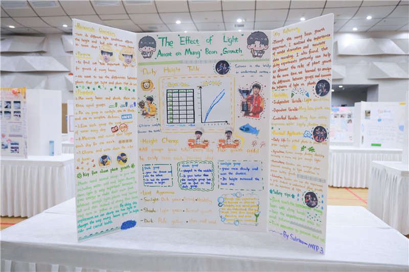 MYP3-Mung Bean Germination under Different Light Conditions.jpg